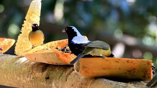 Birds eating fruits