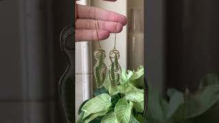 Creative Plant Ideas - Plant Earrings New Sets I PlantFactory