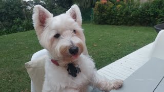 Daily Life of a Westie Prince