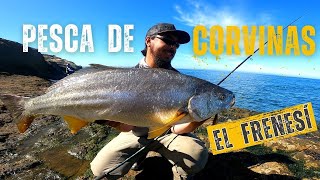 Pesca de Corvinas...El Frenesí. Sur de Chile, Verano 2023.