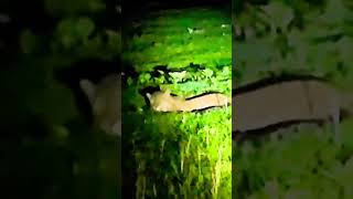 Bandipur leopard sighting #shorts #youtubeshorts