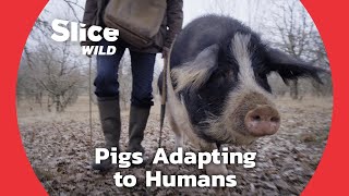 From Laos to France, Relationship Between Pigs and People | SLICE WILD