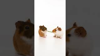 ASMR Guinea Pigs Play Tug-of-War #shorts