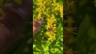 Two assassin bugs mating on goldenrod! #nature #wild #fascinating #entomology