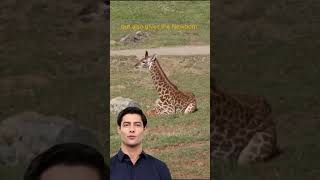 AI Avatar Fun Facts | Baby Giraffe... | #shorts #aiavatar