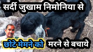 Bakri Ke Bacche Ko Sardi Lag Gyi |Vimal Umrao