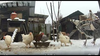 ❄️ Live Chicken 29.11.2023❄️❄️