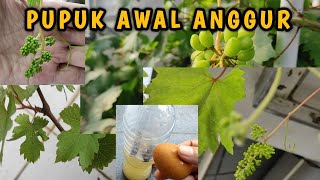 Merawat pohon anggur yang masih kecil | Pupuk Awal perakaran dan daun anggur