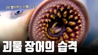 갑자기 해안가 마을에 비처럼 쏟아져 내린 기괴한 장어 [지식의 발견]