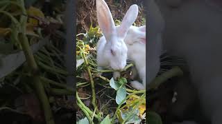 funny baby animal video 2023/ trending funny animal video #funny #animals #animalsfunny  #funnypets