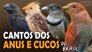 CANTOS dos PAPA-LAGARTAS, ANUS e outros CUCULÍDEOS do BRASIL | Cantos Planeta Aves!