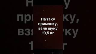 Як вам приманка ? #fishing #риболов #риболовля #приманка #щука #рибалкавукраїні #риба