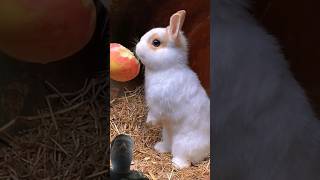 聽小兔子吃蘋果的聲音好療癒。Listening to the sound of the little rabbit eating the apple is soothing. #bunny