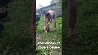 кот мазохист горе в семье 🤪