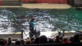 Seelöwen show teil 1- Münster Zoo