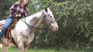 Apache Sky Gentle Appalossa Gelding, Reday for Summer Fun