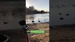 Eclectus Parrot Loves Nature #eclectusparrot  #cuteanimals