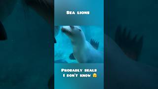 Seal-tastic Zoo Adventure: Watch These Playful Creatures Steal the Show!