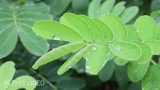 Heavy rain on plants natural rain sounds- Monsoon rain in garden in 4k