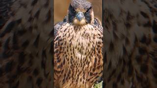 Peregrine Falcon  #subscribe #shorts #wildlife #nature #birdwatching #birdsofprey #falcon #raptors