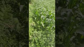 Modi ji mera bhutta ka khet kharab hogaya hai