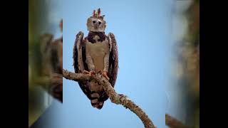 Jungle Giants: Harpy Eagles in the Rainforest