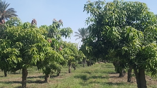 بث مباشر بواسطة ‫مانجتين و بس‬‎