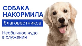 Как собака накормила благовестников мясом