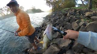 Yellow belly perch fishing murray wall.