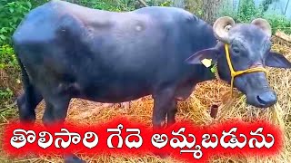 buffalo for sale 81219 30667 | తొలి సురి గేదె అమ్మబడును| agri news