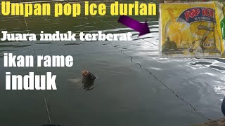 Umpan dadakan ikan mas➕️pop ice durian✔️hasil mantap