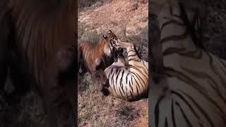 Ep1 Fighting between lion vs lion