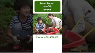 Sweet Potato | ਸ਼ਕਰਕੰਦੀ | शकरकंद | Modern Kheti