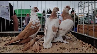 JEDLIŃSK Gołębie pigeons targ Andrzej W.14.07.2024 cz.2/ 2💥Gołębie jasne i wyszwance Andrzeja Radom💥