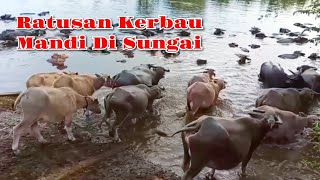 Wow Keren..ll Ratusan induk Hewan Kerbau Dan Anak Kerbau Mandi Di Sungai!!