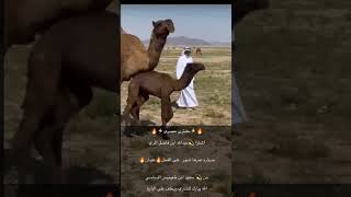 اشترى عبدالله بن فاضل المري حواره عمرها شهر على الفحل ( عليان ) من سعود بن طعيميي الدماسي 🔥🔥