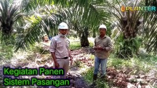 Kegiatan Panen Sistem Pasangan