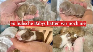 NESTKONTROLLE Kaninchen Babys 4Tage alt /Kaninchenbande ❤️✨