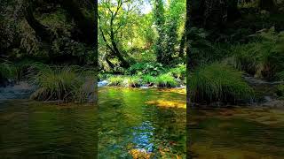 🇪🇸 🌳 Río Almofrei (Cerdedo-Cotobade) #Senderismo #Galicia #España #Shorts