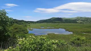 【八島湿原】野鳥のさえずりに癒されます