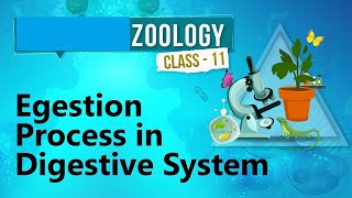 Assimilation & Egestion | Class XI | NEET Biology | Digestion & Absorption