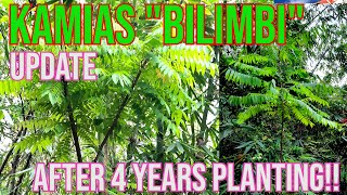 How To Grow Kamias After 4 Years of Planting UPDATE 2024