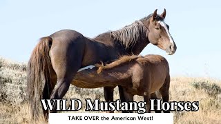 WILD Mustang Horses TAKE OVER the American West!