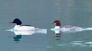 Smerghi maggiori - Common Mergansers or Goosanders (Mergus merganser)