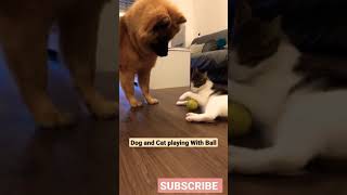 #dog #dogs #cat #cats #catstagram #doglove #dogvideo