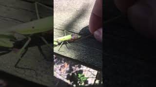 Praying mantis parasites part 2