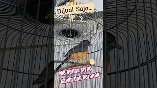 MURAI BATU Beti minta DIJUAL Agar Bisa KAWIN dan Betelur