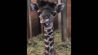 Its time to meet baby giraffe Best Animals compilation 2021| #shorts | Top Viral Animal Videos