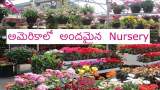 BEAUTIFUL NURSERY IN AMERICA|| Spring and Summer Plants||Garding||Telugu Vlogs from USA||TeluguVlogs