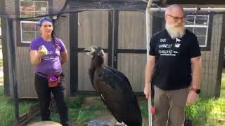 Wildlife Wonders at 1pm- Southern Ground Hornbill